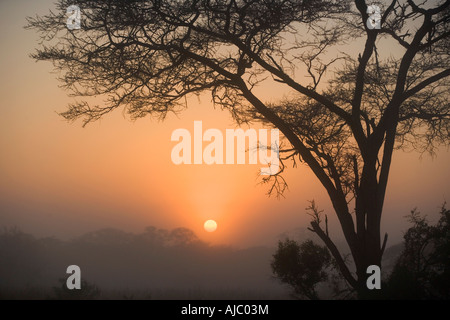 Umbrella Thorn Acacia Trees on Bushveld Plain at Sunset Stock Photo