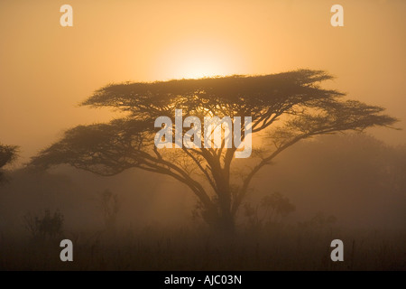 Umbrella Thorn Acacia Trees on Bushveld Plain at Sunset Stock Photo