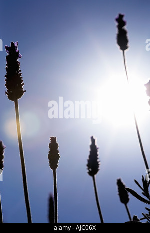 Sun Shining on English Lavender - Low Angle View Stock Photo