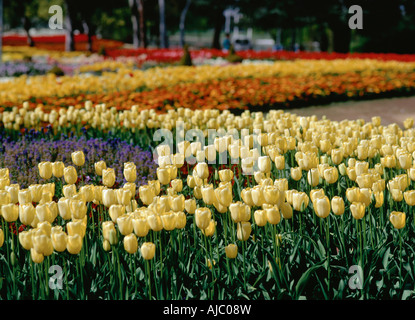 Yellow Tulips at the Canberra Floriade - Annual Flower Festival Stock Photo