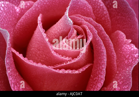 Close-Up of a Pink Rose Covered in Dew Stock Photo