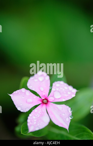 Close-up of a Periwinkle Flower (Cathanranthus roseus) with Raindrops on the Petals Stock Photo