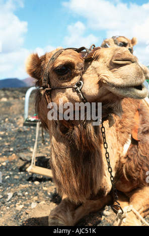 Close-up Portrait of a Camel (Camelus bactrianus) Stock Photo