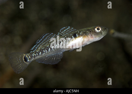 two-spotted goby, two-spot goby (Gobiusculus flavescens, Gobius flavescens, Gobius ruthensparri), side view Stock Photo