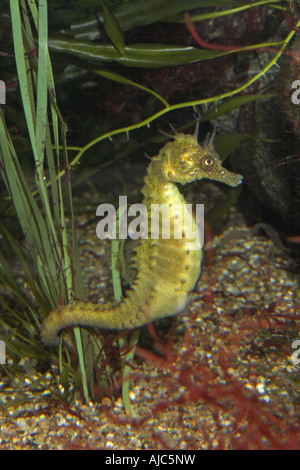 seahorse, European seahorse, long-snouted seahorse (Hippocampus guttulatus, Hippocampus ramulosus), holding on with tail Stock Photo