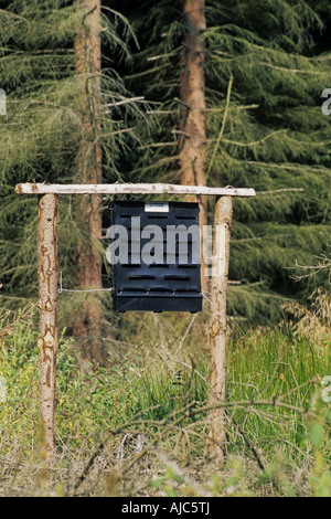 trap for bark beeltes in spruce forest Stock Photo