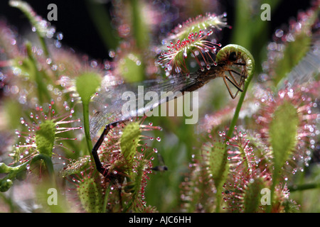 great sundew, English sundew (Drosera anglica), glandular leaves with caught insect