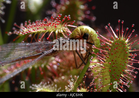 great sundew, English sundew (Drosera anglica), glandular leaves with caught insect