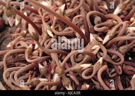 New flower shoots and buds on ivy leaved cyclamen Cyclamen hederifolium Stock Photo