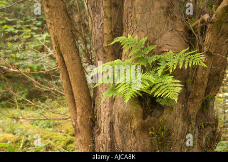 Broad buckler fern Dryopteris dilatata growing out of a hole in a yew tree Gait Barrows Nature Reserve Lancashire Stock Photo
