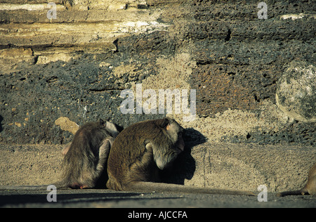 Monkeys lopburi thailand se asia Stock Photo