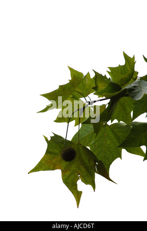 plane tree Stock Photo