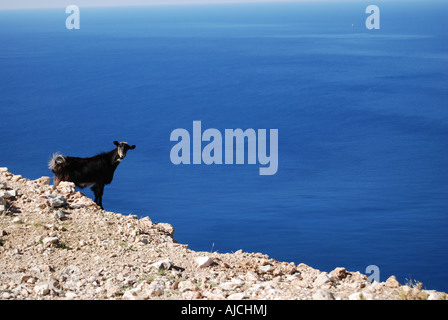 Goat standing on mountain side in Kefalonia, Greece. Stock Photo