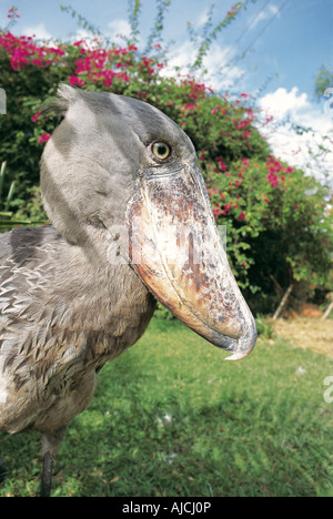 Close up portrait of male Shoebill or Whale headed Stork BALAENICEPS REX Uganda East Africa Stock Photo