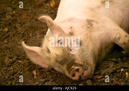 young middle white pig Stock Photo