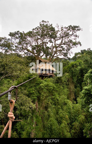 Zip lining from a tree house at The Gibbon Experience near Huay Xai on the Mekong river near the Laos Thai border Stock Photo