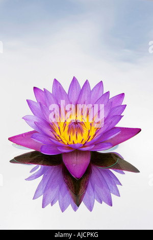 Nymphaea caerulea. Tropical waterlily flower on a mirror in calm water Stock Photo