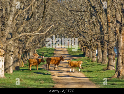 cows stand in the middle of the elm tree lined country road Stock Photo
