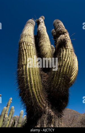 Pucara de Juella, Quebrada de Humahuaca, Province of Jujuy, Argentina, South America Stock Photo