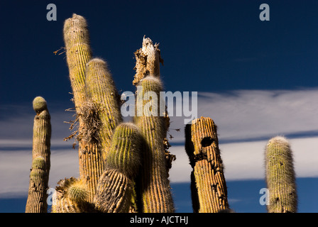 Pucara de Juella, Quebrada de Humahuaca, Province of Jujuy, Argentina, South America Stock Photo