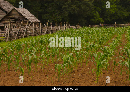 Corn field at the Mountain Farm Museum next to the Oconaluftee Visitor Center in Great Smoky Mountains National Park North Carol Stock Photo