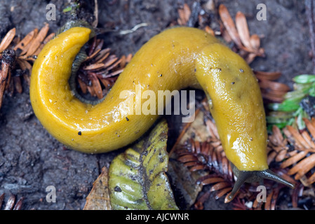 Banana slug Stock Photo