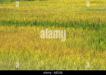 Inland marshes at Darien Georgia Stock Photo