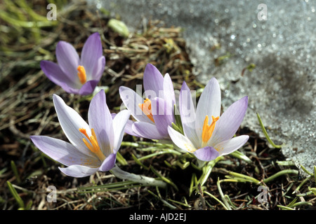 Crocus veluchensis (Crocus veluchensis), blooming, Greece Stock Photo
