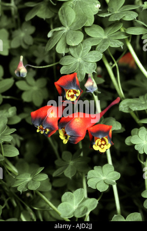 Bolivian Nasturtium (Tropaeolum tricolor), flowers Stock Photo