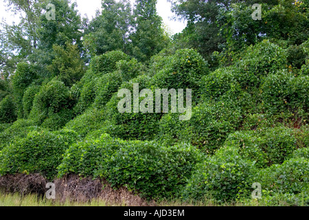 Kudzu vines growing on trees and shrubs along the road in Georgia Stock Photo