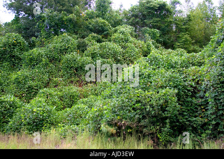 Kudzu vines grow on trees and shrubs along the road in Georgia Stock Photo