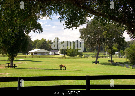 Thoroughbred horse farms in Marion County Florida Stock Photo