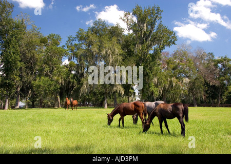 Thoroughbred horse farms in Marion County Florida Stock Photo
