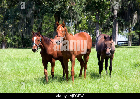 Thoroughbred horse farm in Marion County Florida Stock Photo