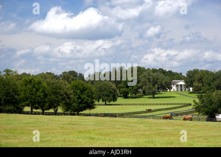 Thoroughbred horse farm in Marion County Florida Stock Photo