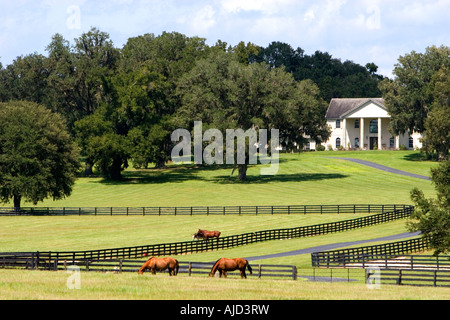 Thoroughbred horse farm in Marion County Flordia Stock Photo