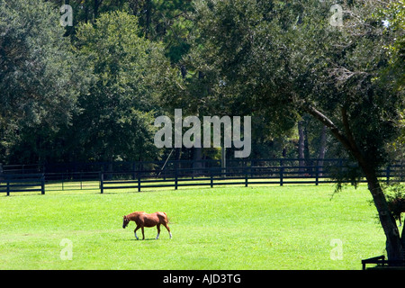 Thoroughbred horse farm in Marion County Florida Stock Photo