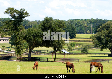 Thoroughbred horse farm in Marion County Florida Stock Photo