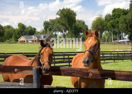 Thoroughbred horse farm in Marion County Florida Stock Photo