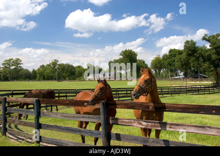 Thoroughbred horse farm in Marion County Florida Stock Photo