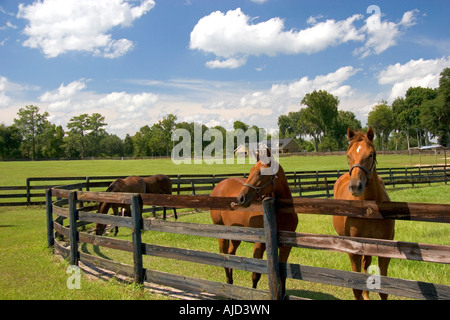 Thoroughbred horse farm in Marion County Florida Stock Photo