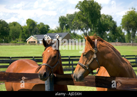 Thoroughbred horse farm in Marion County Florida Stock Photo