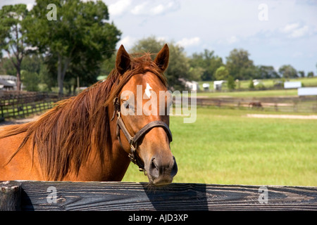 Thoroughbred horse farm in Marion County Florida Stock Photo