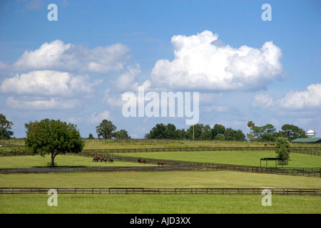 Thoroughbred horse farm in Marion County Florida Stock Photo