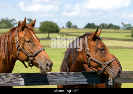 Thoroughbred horse farm in Marion County Florida Stock Photo