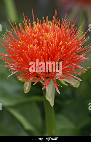 blood lily, cape tulip (Haemanthus katherinae, Scadoxus multiflorus ssp. katherinae), inflorescense Stock Photo