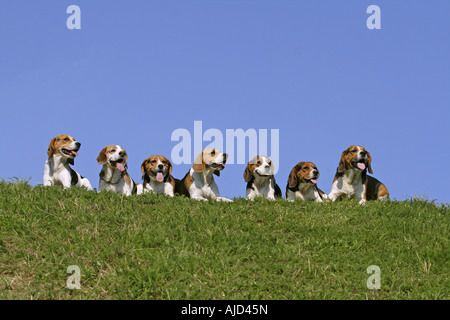 PREDATOR, PREDATORS, 2010 Stock Photo - Alamy