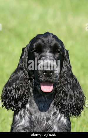 English Cocker Spaniel (Canis lupus f. familiaris), one year old she-dog, blue roan coloured, portrait Stock Photo