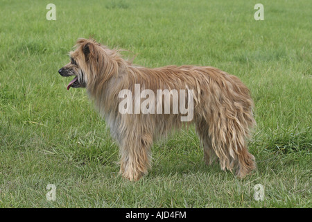 Pyrenean sheepdog hot sale long haired