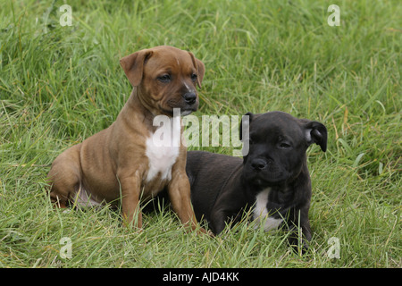 Staffordshire Bull Terrier (Canis lupus f. familiaris), two six week old whelps sitting in a meadow Stock Photo